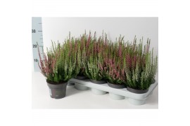 Calluna vulg. beauty ladies mix Twins - 20cm Diameter