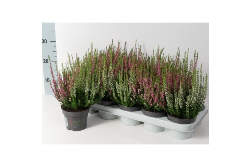 Calluna vulg. beauty ladies mix Twins - 20cm Diameter 