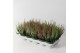 Calluna vulg. beauty ladies mix Twins - 20cm Diameter 