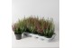 Calluna vulg. beauty ladies mix Twins - 20cm Diameter 
