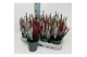 Calluna vulg. beauty ladies mix Twin - 12cm Diameter 