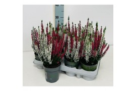 Calluna vulg. beauty ladies mix Twin - 12cm Diameter