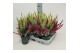 Calluna vulg. beauty ladies mix Twin - 12cm Diameter 