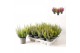 Calluna vulg. beauty ladies mix Trio - 12 cm Diameter 