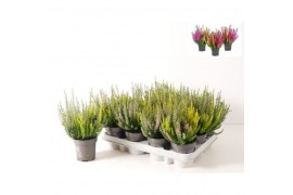 Calluna vulg. beauty ladies mix Trio - 12 cm Diameter