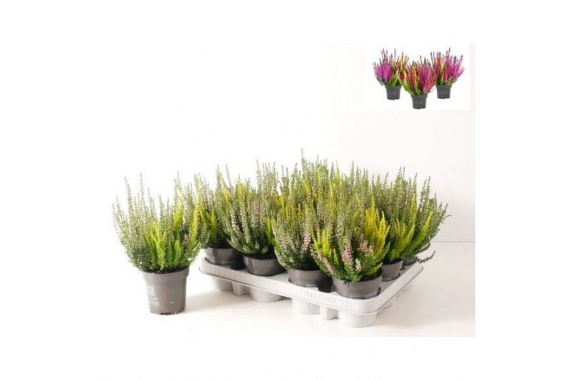 Calluna vulg. beauty ladies mix Trio - 12 cm Diameter 