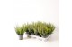 Calluna vulg. beauty ladies mix Trio - 12 cm Diameter 