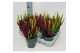 Calluna vulg. beauty ladies mix Trio - 12 cm Diameter 