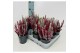 Calluna vulg. beauty ladies mix Trio - 12 cm Diameter 