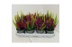 Calluna vulg. beauty ladies mix Trio - 12 cm Diameter 