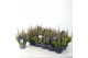 Calluna vulg. beauty ladies mix Colour Crown - 12cm Diameter 