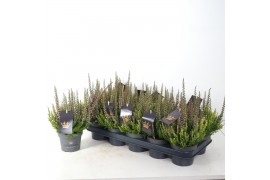 Calluna vulg. beauty ladies mix Colour Crown - 12cm Diameter