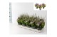 Calluna vulg. beauty ladies mix Colour Crown - 12cm Diameter 