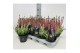 Calluna vulg. beauty ladies mix Colour Crown - 12cm Diameter 
