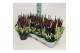 Calluna vulg. beauty ladies mix Colour Crown - 12cm Diameter 
