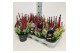 Calluna vulg. beauty ladies mix Colour Crown - 12cm Diameter 