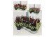 Calluna vulg. beauty ladies mix Colour Crown - 12cm Diameter 