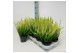 Calluna vulg. beauty ladies mix Geel - 20cm Diameter 