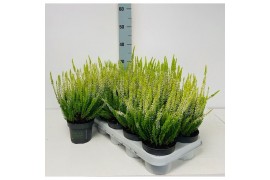 Calluna vulg. beauty ladies mix Geel - 20cm Diameter