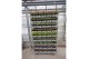 Calluna vulg. beauty ladies mix Geel - 20cm Diameter 