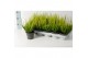 Calluna vulg. beauty ladies mix Geel - 20cm Diameter 
