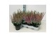 Calluna vulg. beauty ladies mix Lila - 20cm Diameter 