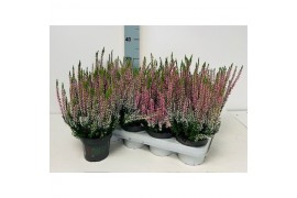 Calluna vulg. beauty ladies mix Lila - 20cm Diameter