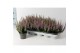Calluna vulg. beauty ladies mix Lila - 20cm Diameter 