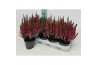 Calluna vulg. beauty ladies mix Rood - 20cm diameter