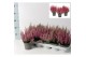 Calluna vulg. beauty ladies mix Rood - 20cm diameter 