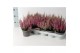 Calluna vulg. beauty ladies mix Rood - 20cm diameter 