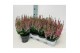 Calluna vulg. beauty ladies mix Roze - 20cm Diameter 