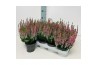 Calluna vulg. beauty ladies mix Roze - 20cm Diameter