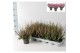 Calluna vulg. beauty ladies mix Roze - 20cm Diameter 