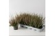 Calluna vulg. beauty ladies mix Roze - 20cm Diameter 
