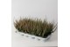 Calluna vulg. beauty ladies mix Roze - 20cm Diameter 