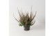 Calluna vulg. beauty ladies mix Roze - 20cm Diameter 