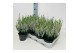 Calluna vulg. beauty ladies mix Wit - 20cm Diameter 