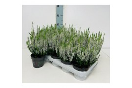 Calluna vulg. beauty ladies mix Wit - 20cm Diameter