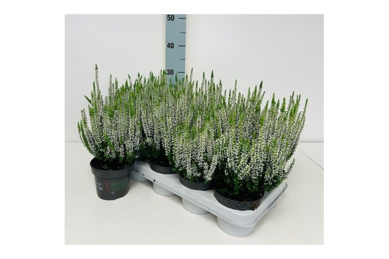 Calluna vulg. beauty ladies mix Wit - 20cm Diameter 