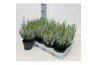 Calluna vulg. beauty ladies mix Wit - 20cm Diameter