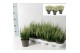 Calluna vulg. beauty ladies mix Wit - 20cm Diameter 