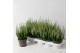Calluna vulg. beauty ladies mix Wit - 20cm Diameter 