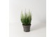 Calluna vulg. beauty ladies mix Wit - 20cm Diameter 