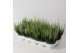 Calluna vulg. beauty ladies mix Wit - 20cm Diameter 