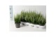 Calluna vulg. beauty ladies mix Wit - 20cm Diameter 