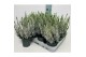 Calluna vulg. beauty ladies mix Wit - 10cm Diameter 