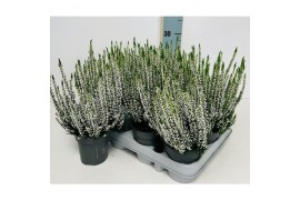 Calluna vulg. beauty ladies mix Wit - 10cm Diameter