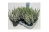 Calluna vulg. beauty ladies mix Wit - 10cm Diameter
