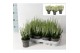Calluna vulg. beauty ladies mix Wit - 10cm Diameter 